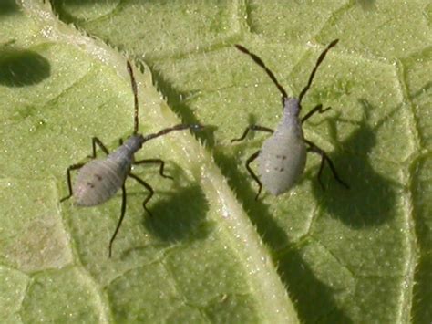 Vegetable: Squash Bug | UMass Center for Agriculture, Food and the ...