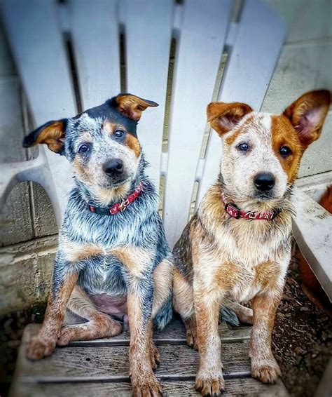 Loading... | Heeler puppies, Blue heeler dogs, Red heeler dog