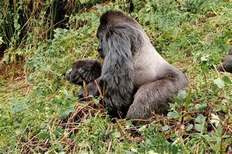 Mountain gorillas mating - Stock Image - C014/6876 - Science Photo Library