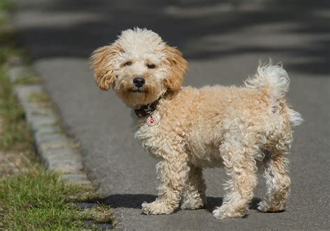 How Do You Take Care Of A Cavoodle Puppy