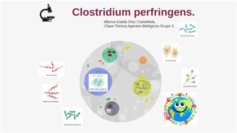 Clostridium perfringens. by Blanca Díaz on Prezi