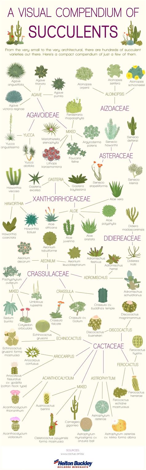 17 Best images about Succulents for Zone 7 on Pinterest | Donkeys, Sun and Succulent bowls