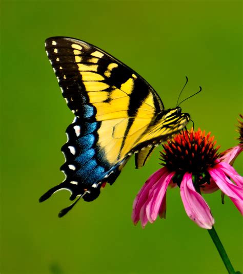 Swallowtail Butterfly | Shutterbug