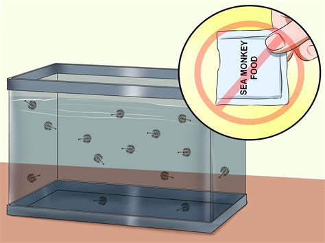 How to Raise Sea Monkeys: 13 Steps (with Pictures) - wikiHow
