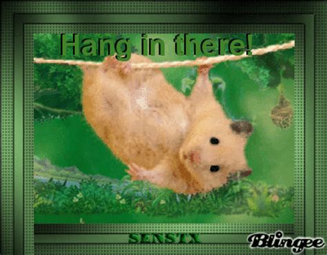 Hang In There Cat Gif