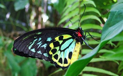 Kuranda Butterfly Sanctuary | Discover Ulysses Butterfly