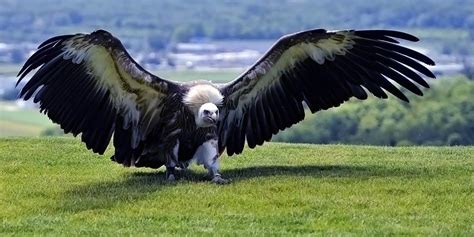 The largest and most powerful birds of prey – Top 10 | DinoAnimals.com