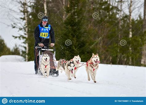 Husky sled dog racing editorial photo. Image of dogsled - 194726881