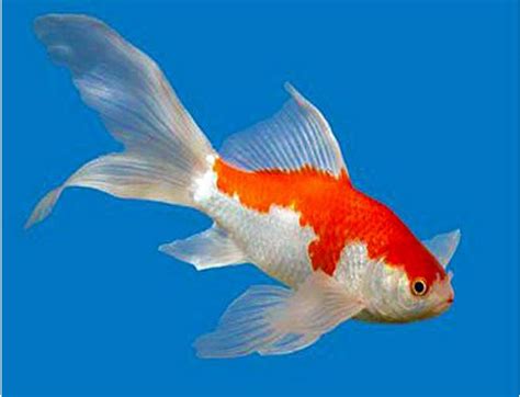 Goldfish for Ponds - Comet Sarasa Fantail Goldfish Asst Colors ...