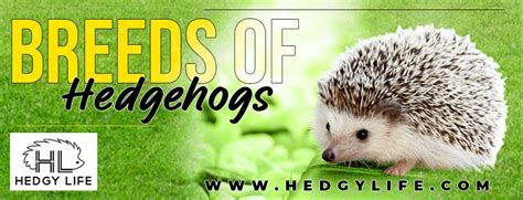 What Are The Various Breeds Of Hedgehogs And How To Opt For Hedgehog Breeding?