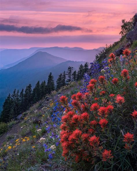 Wildflower in full bloom on Mount Hood, #Oregon 🌷 Photo by @MattMacphersonPhoto Explore. Share ...