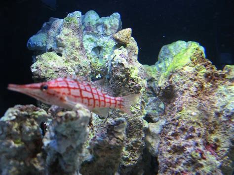 long nose hawk - Fish - Nano-Reef Community