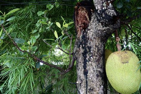 Jackfruit Tree: Plant Care & Growing Guide