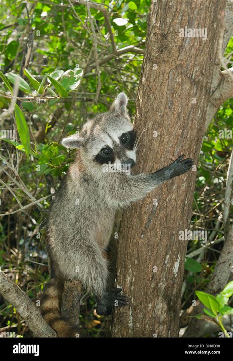 Pygmy Raccoon (Procyon pygmaeus) Critically endangered, Cozumel Island, Mexico. Climbing tree ...