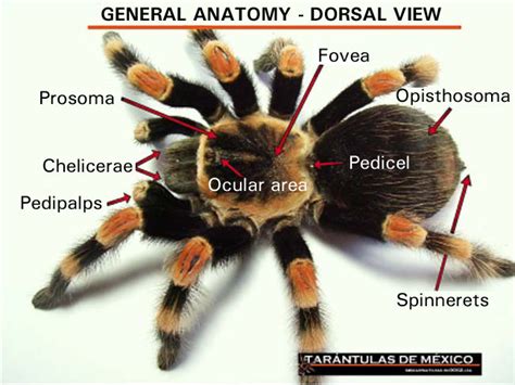 Tarantula Anatomy