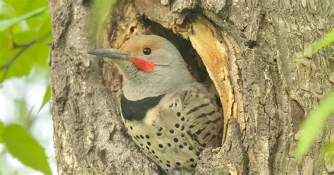 Woodpecker Behavior - AnimalBehaviorCorner