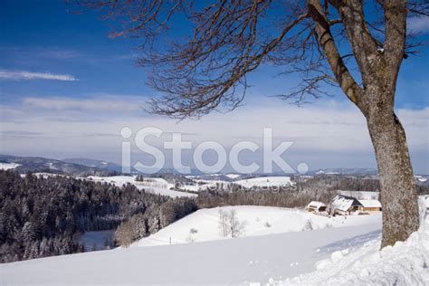 Black Forest Winter Stock Photo | Royalty-Free | FreeImages