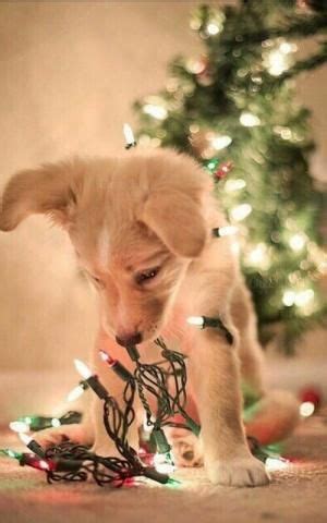 Golden Retriever Christmas Wallpaper With Dogs - Pets Lovers