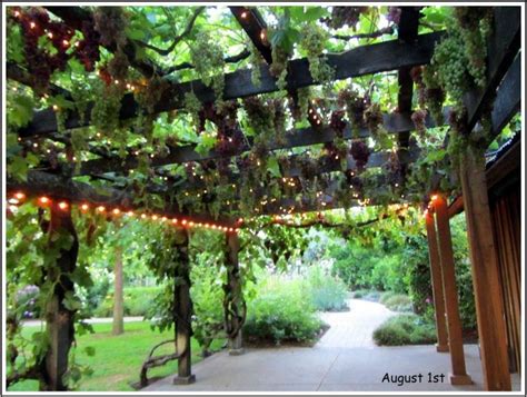 LED Lights Vines Pergola | Grape arbor, Vine trellis, Garden vines