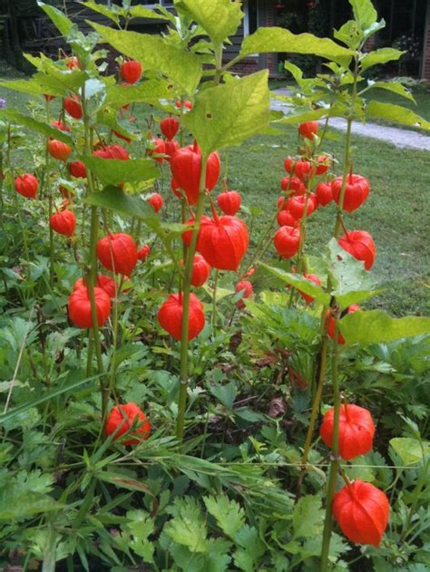 Ornamental Chinese Lantern Physalis alkekengi - 75 Seeds