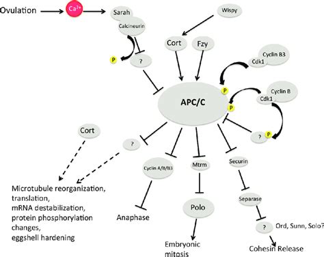 Model for regulation of and roles of the anaphase-promoting complex in... | Download Scientific ...