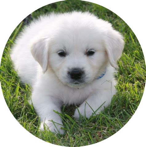 English Golden Retriever Puppies Iowa : How Much Is A Golden Retriever ...