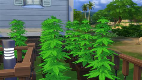 **ADULTIFYING THE SIMS 4 - WEED EDITION** This is... | Artsy Ginger Designs