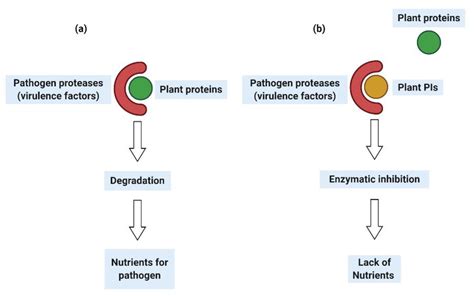 IJMS | Free Full-Text | Legumes Protease Inhibitors as Biopesticides and Their Defense ...