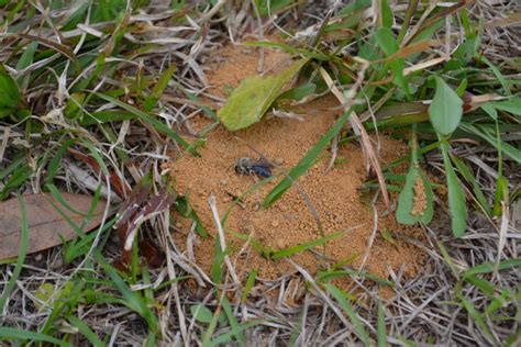 Pollinating Solitary Bees | Gardening in the Panhandle