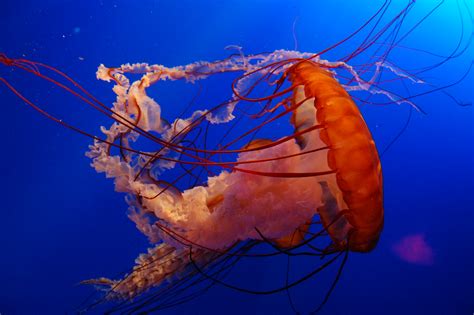 File:Jelly Fish in Ocean Park.jpg - Wikimedia Commons