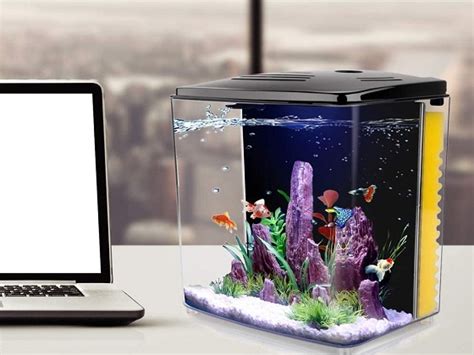 Top 6 Self Cleaning Betta Fish Tank Easy To Maintain Reviews - Petovly