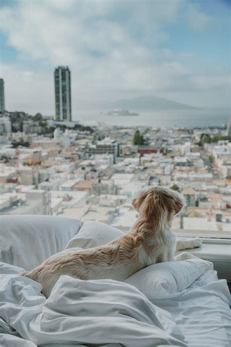 A Dog’s Life: 6 Pet-Friendly Luxury Hotels in California