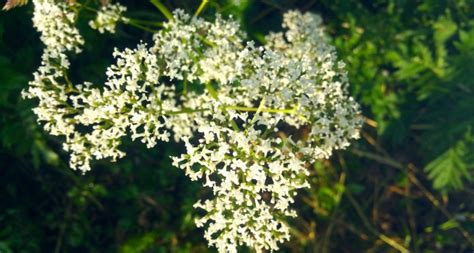 Getting to Know the Valerian Plant - Herbal Academy