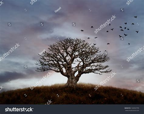 966 Barren Tree With Bird Images, Stock Photos & Vectors | Shutterstock