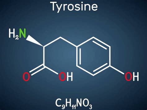 L-Tyrosine Benefits, Dosage, & Safety - Old School Labs