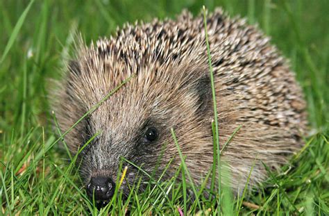 European Hedgehog Facts! | Always Learning!