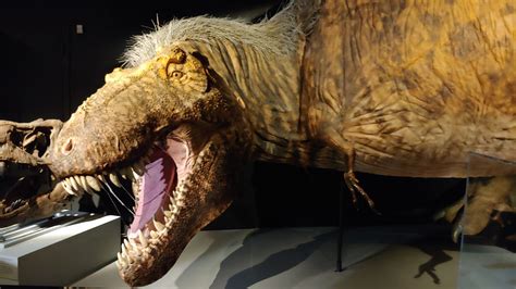 What Did T. Rex Look Like? A New Exhibit Has the 'Ultimate Predator' in Feathers