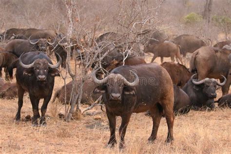 African Cape Buffalo Herd in Kruger National Park, South Africa ...