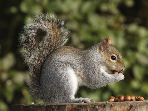 Tree Squirrels - Facts & Behavior Information