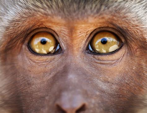 Monkey Yellow Eyes Close Up - Macaca Fascicularis Stock Photo - Image of nature, macaque: 28232240