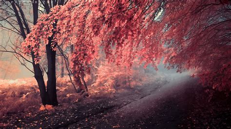 Pink tree, trees, fall, leaves HD wallpaper | Wallpaper Flare