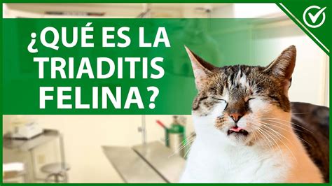 🐱 ¿Qué es la Triaditis Felina? Causas, Síntomas y Tratamiento 🐱🧪 - YouTube