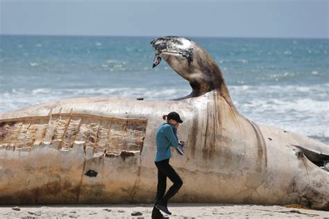 60,000-pound rotting whale carcass removed from California beach