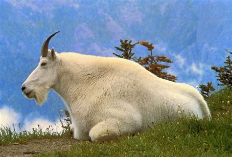 Mountain Goat | Wild Life World