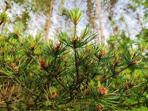 What Is A Scotch Pine: Caring For A Scotch Pine Tree In The Home Landscape