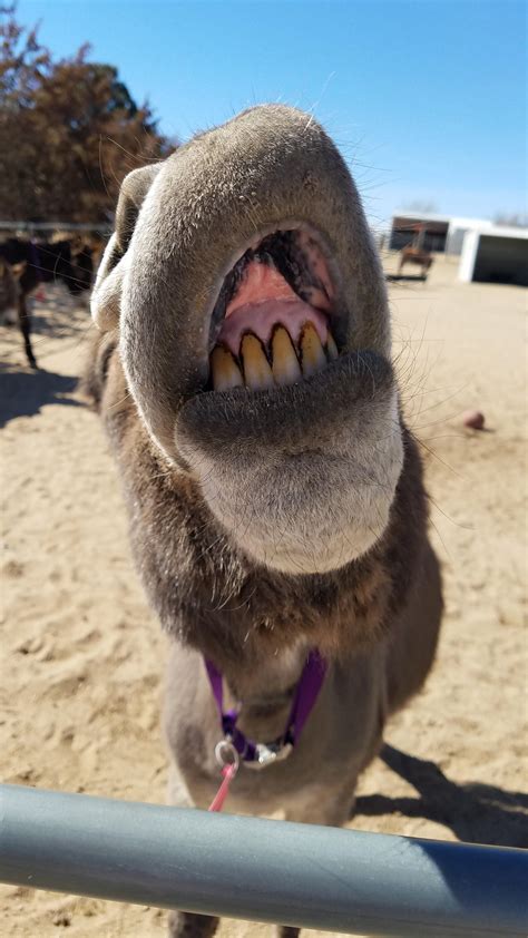 Show me those not so pearly whites : r/animalssmiling