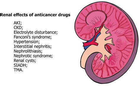 Nephrotoxicity in cancer treatment: An overview