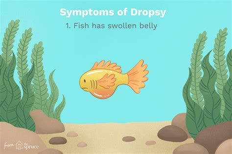 Treating Dropsy in Aquarium Fish