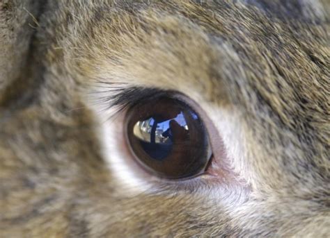 Eye Inflammation in Rabbits | PetMD