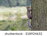 Squirrel climbing a tree image - Free stock photo - Public Domain photo - CC0 Images
